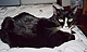 Precious The Kitty!!!