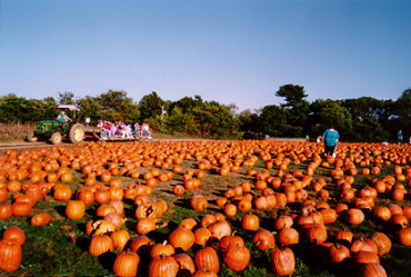 Pumpkin Picking